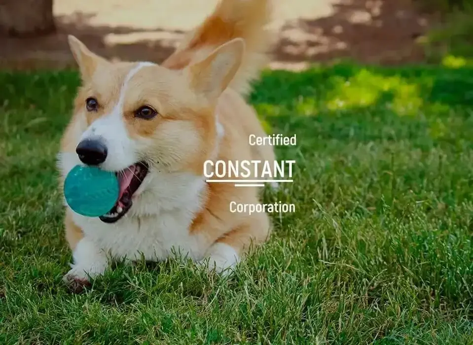 dog""